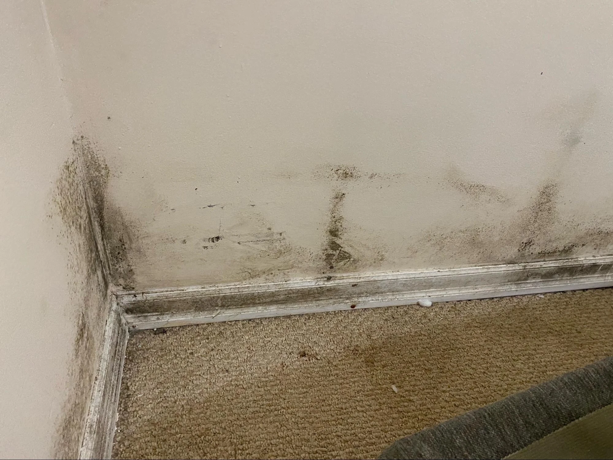 Could Your Renovated Toronto Basement Be Hiding Mold? What Homeowners Need to Know